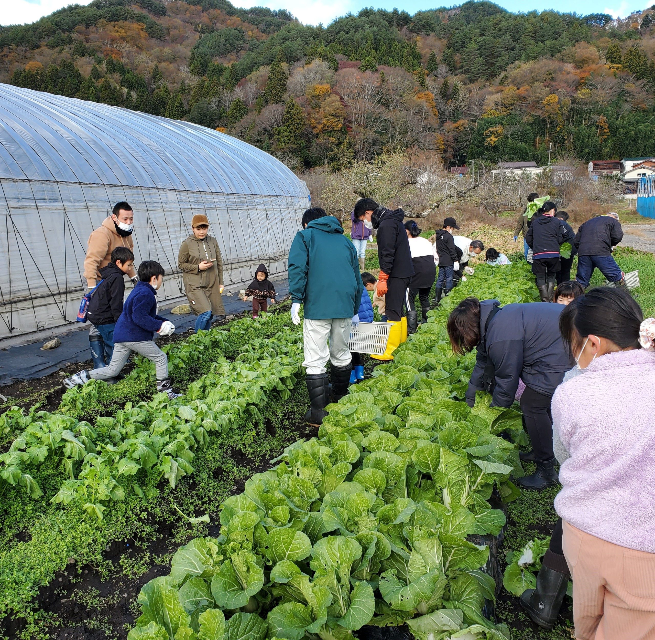 いわき農園　冬野菜 収穫体験