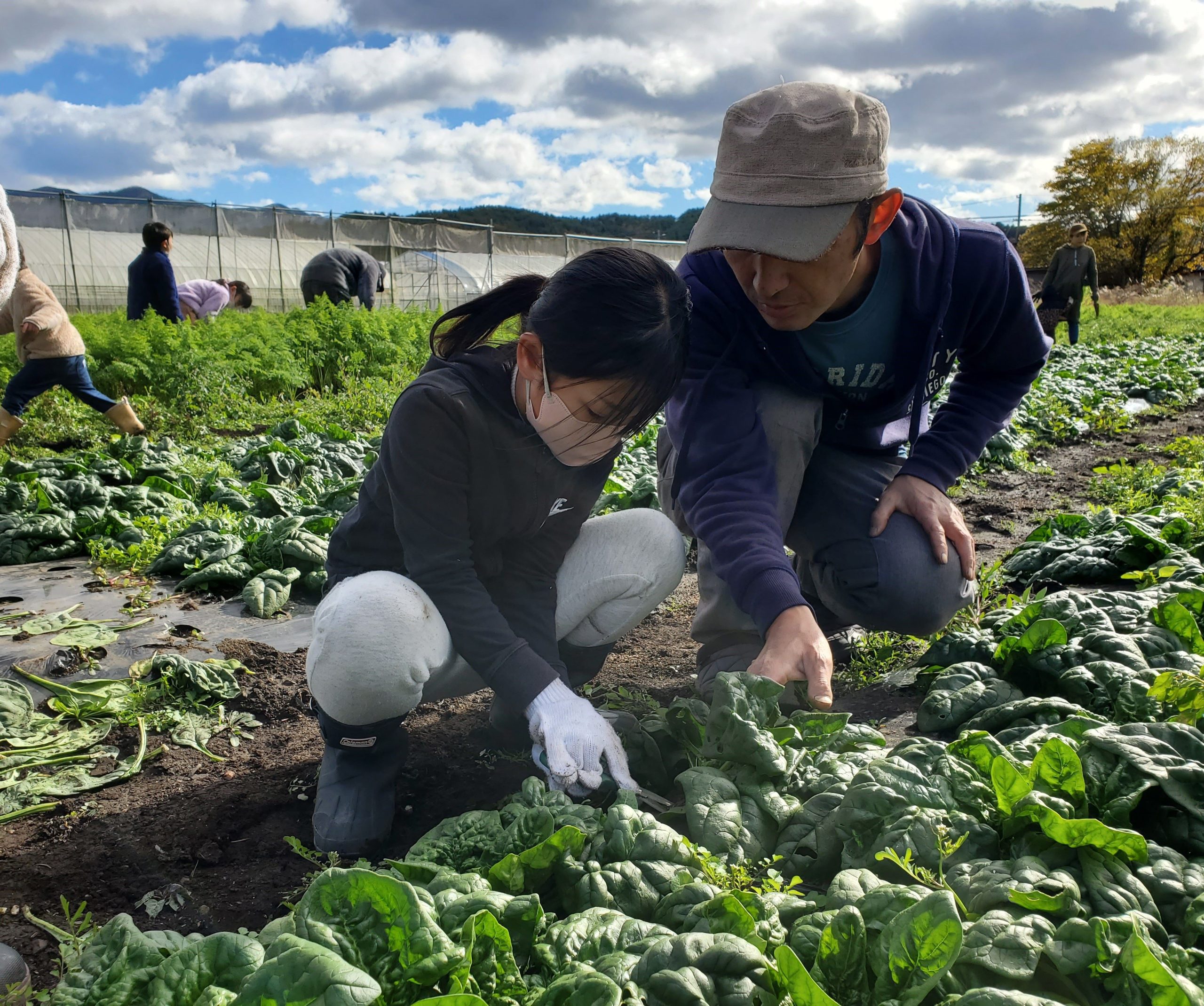 いわき農園　冬野菜 収穫体験