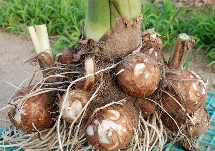 いわき農園　秋野菜 収穫体験